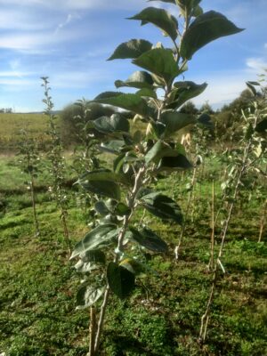pommier