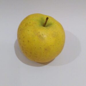 pomme Chanteclerc- belchard