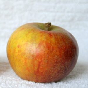 pomme cox orange pippin