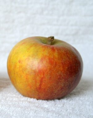 pomme cox orange pippin