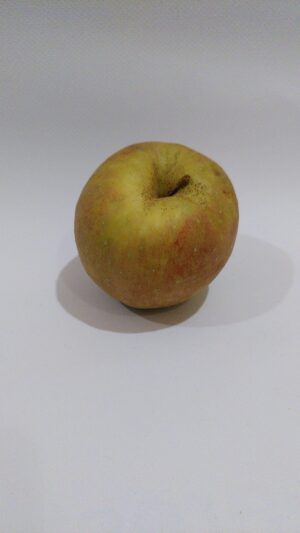 pomme belle de boskoop