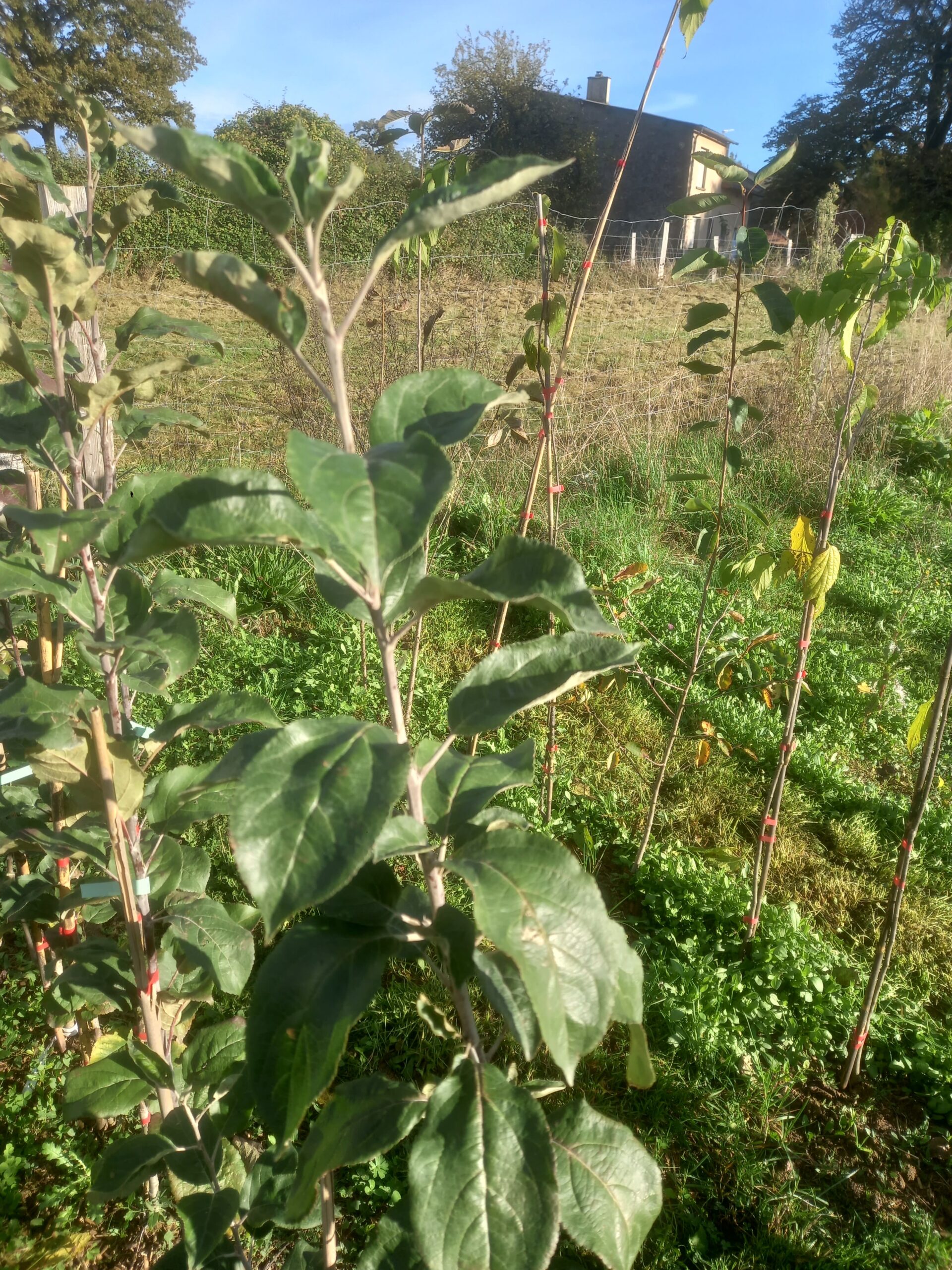 pommier pommier