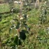 pommier