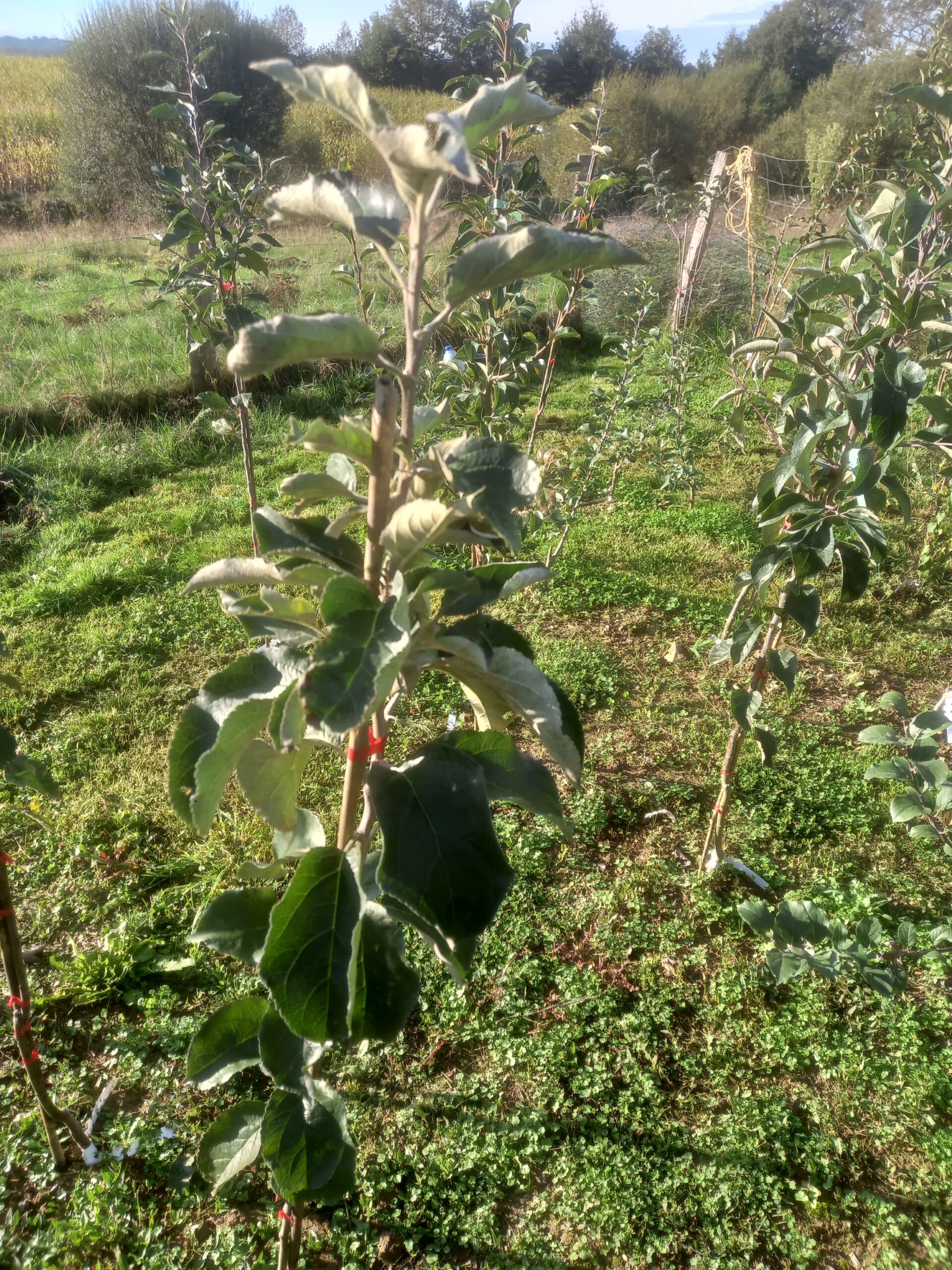 pommier pommier