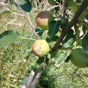 pommier rambour d'automne