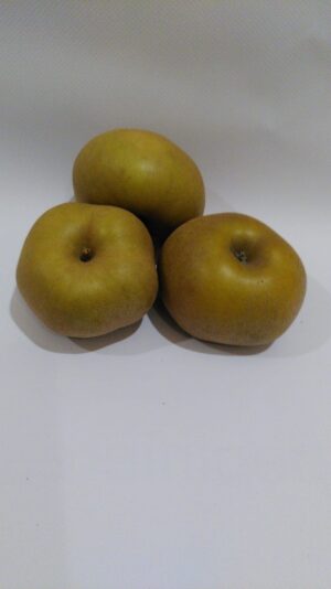 pomme reinette grise du canada