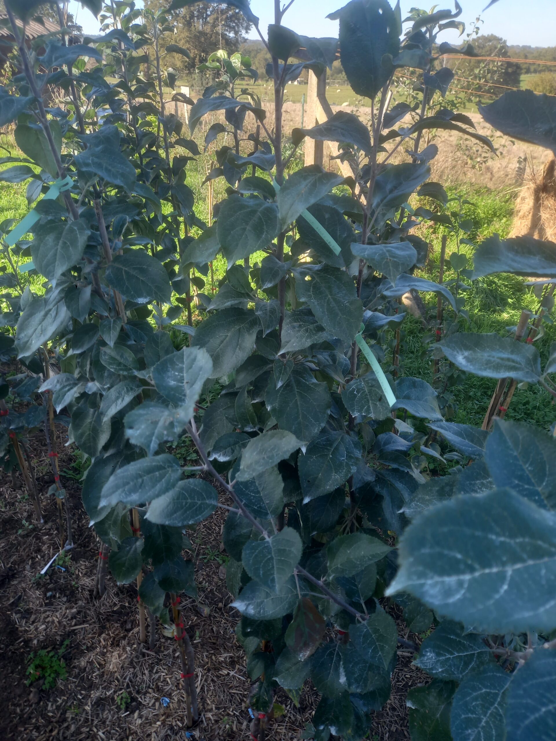 pommier pommier