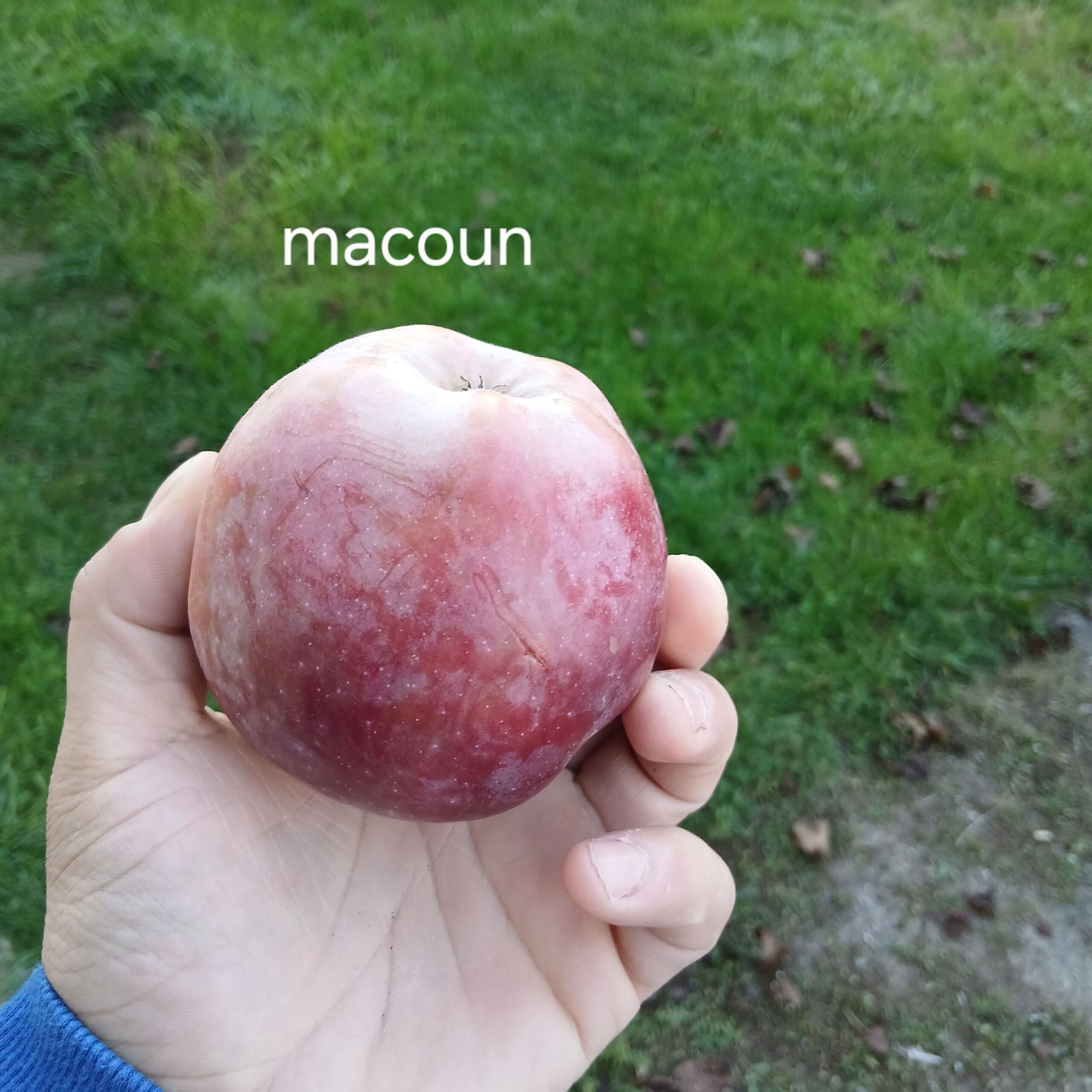 20251005_183215 pommier macoun