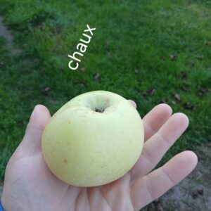 pommier chaux