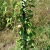 poire catillac