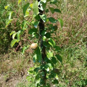 poire catillac