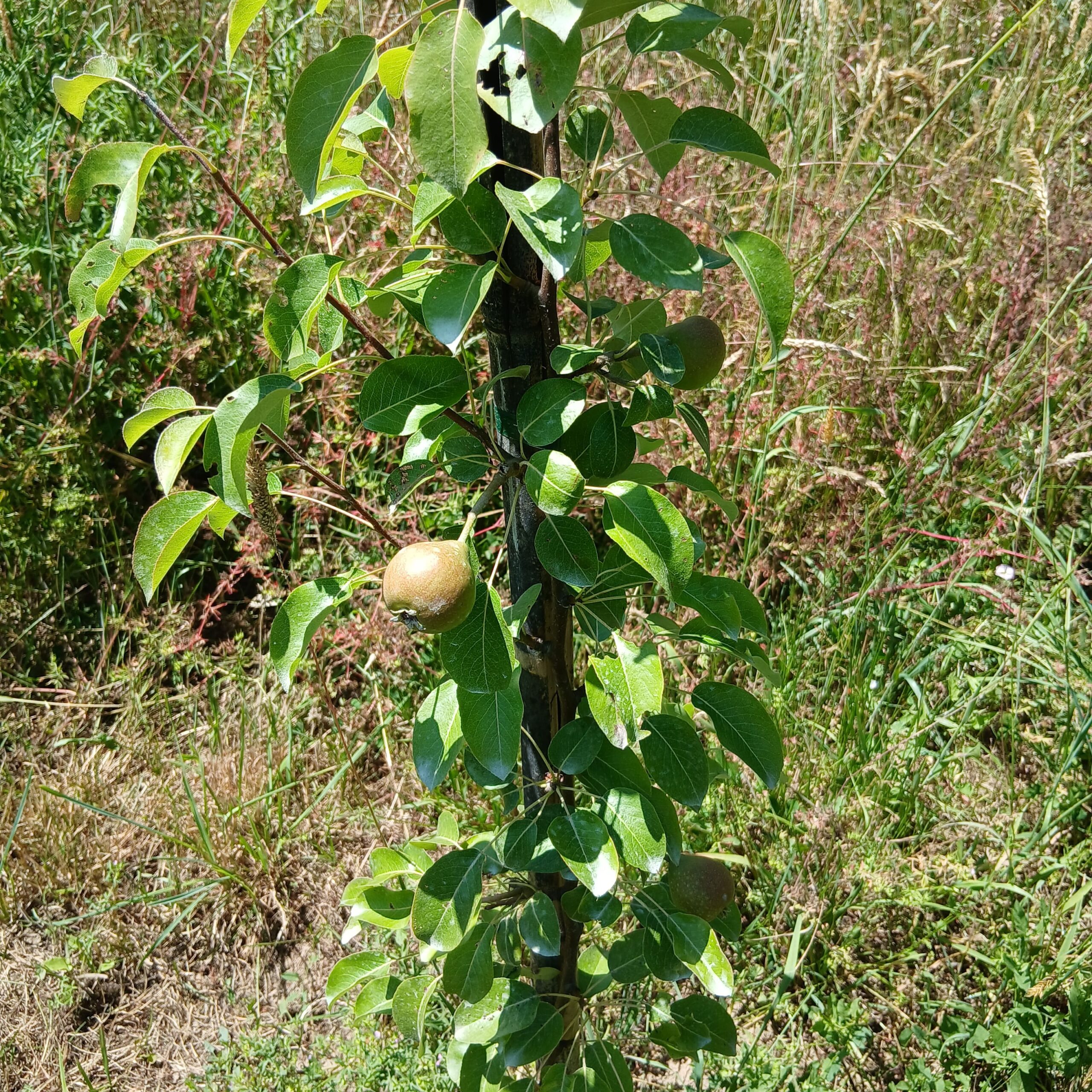 poire catillac poire catillac