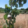 poire beurre hardy