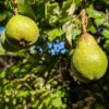 poire duc de bordeaux