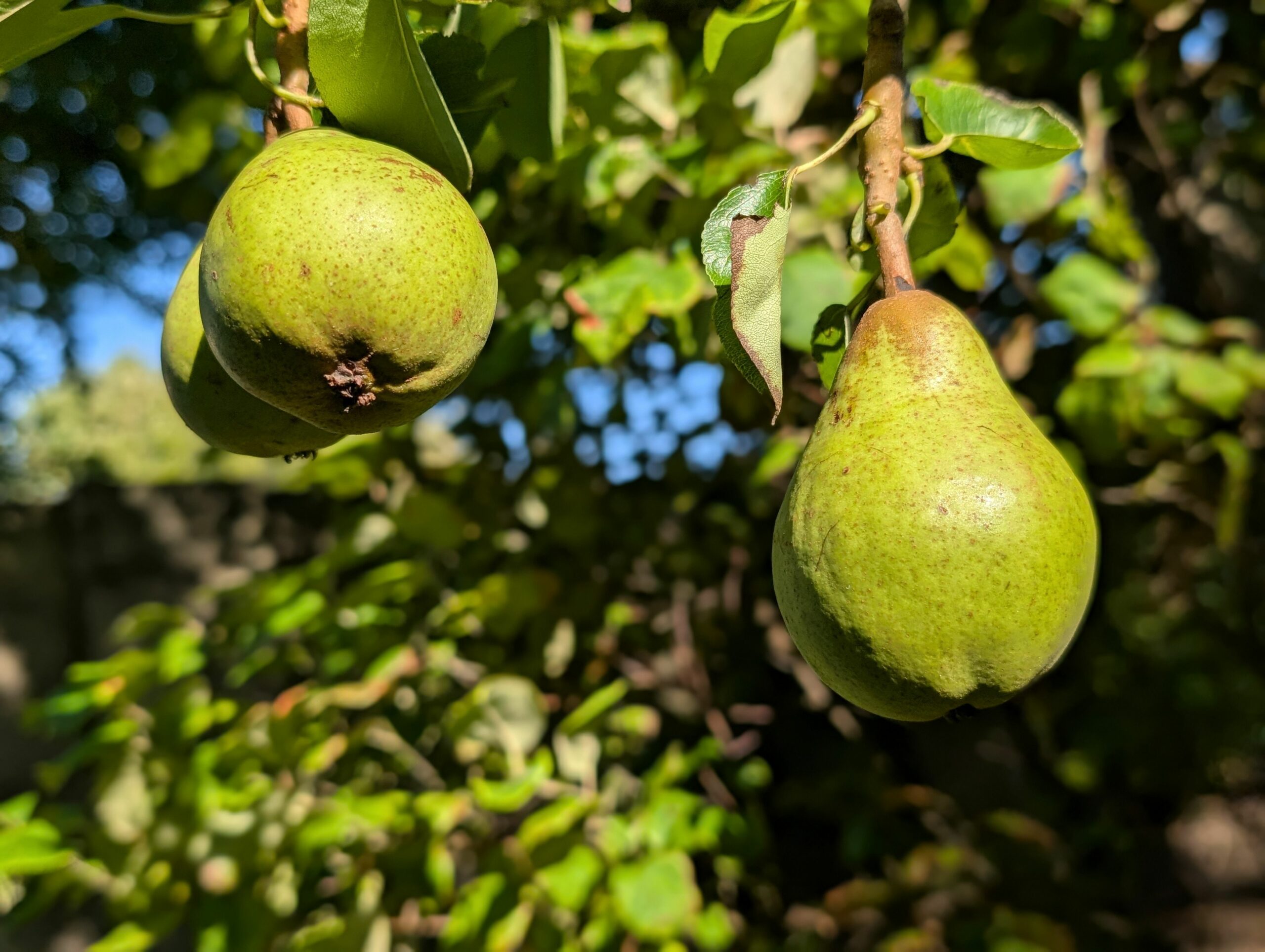 poire duc de bordeaux poire duc de bordeaux