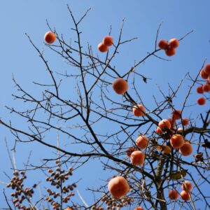 Kaki