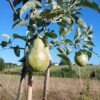 poire guyot