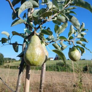 poire guyot