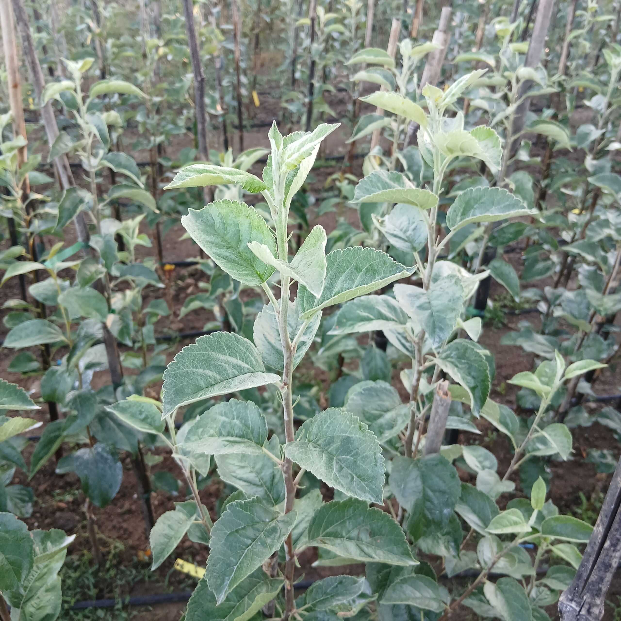 pommier pommier