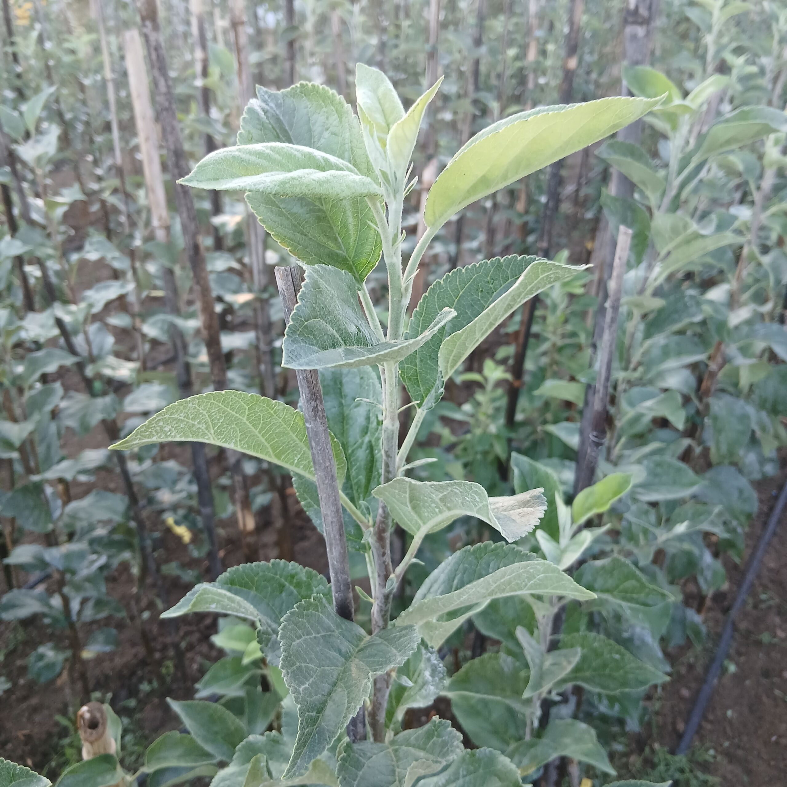 pommier pommier