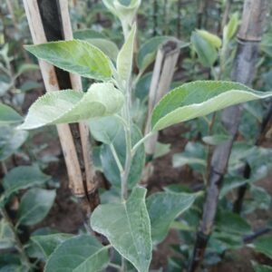 pommier