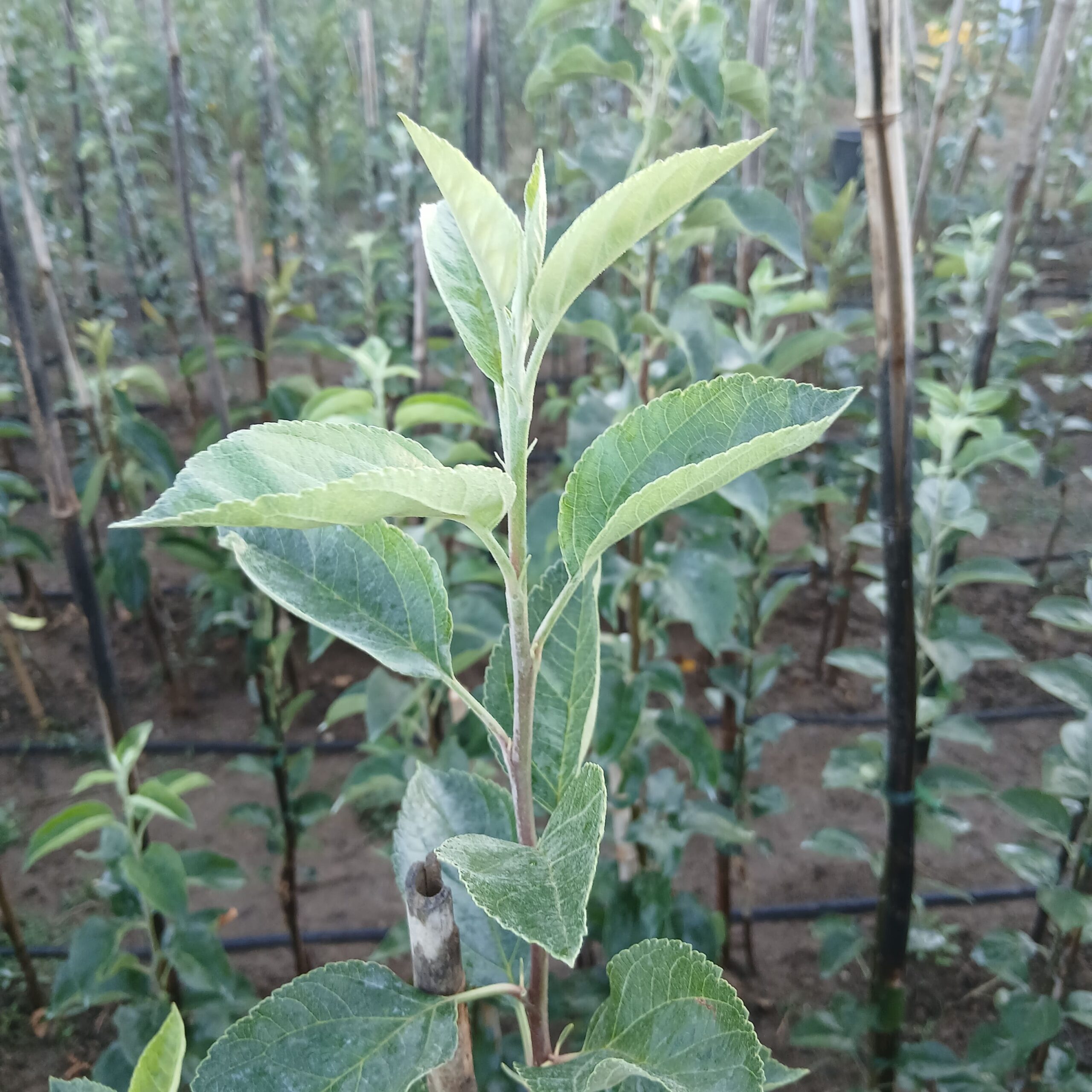 pommier pommier