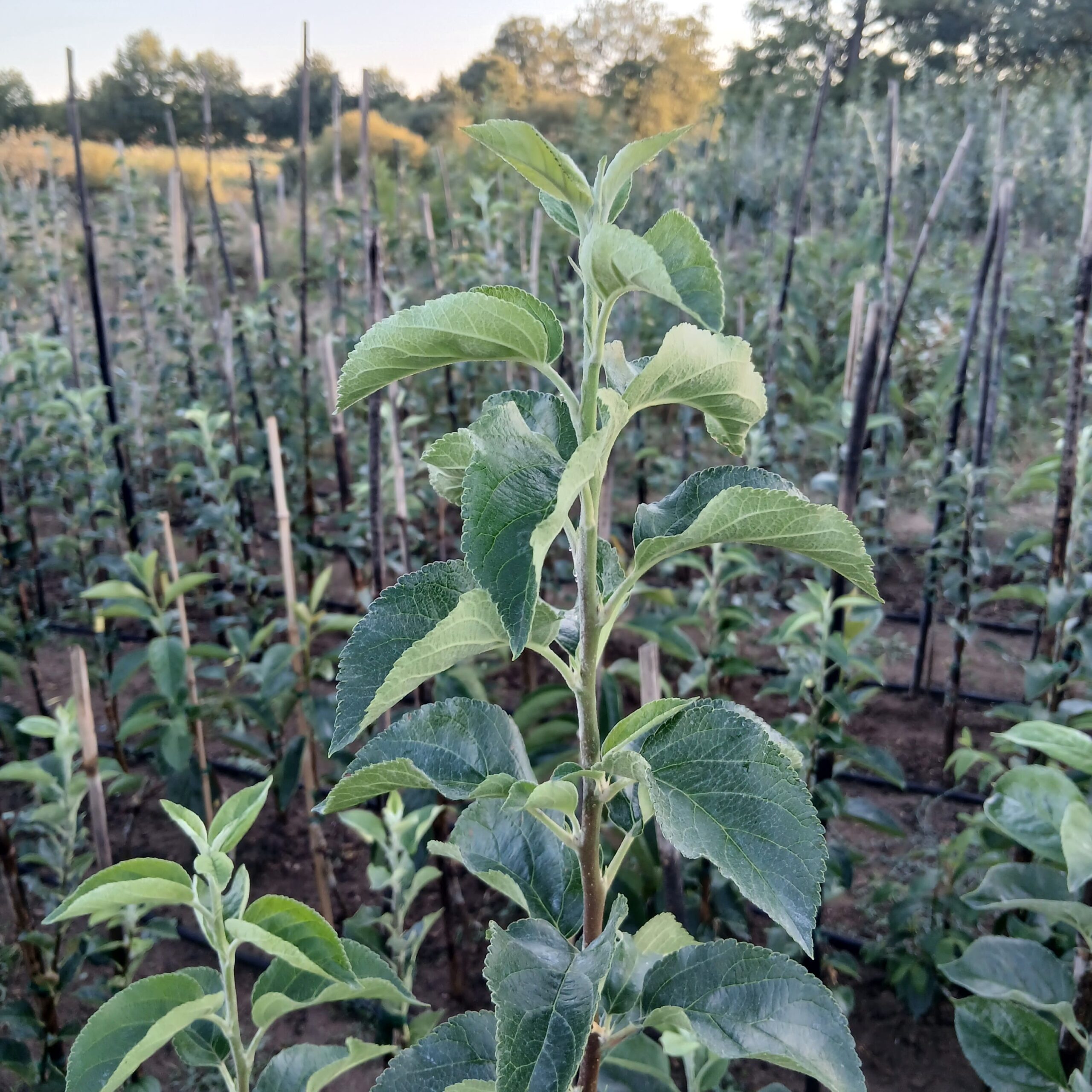 pommier pommier