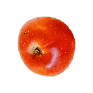 pommier calville rouge de verneuil