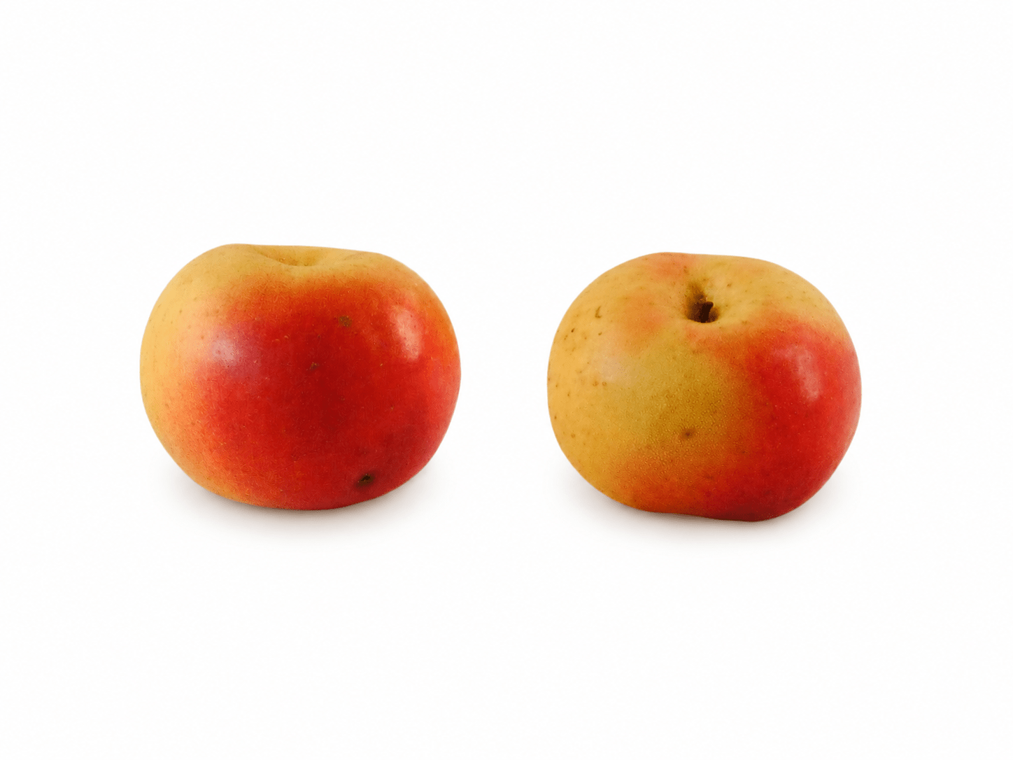 pommier pierre pommier pierre